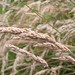 Stacy Wheat Photo 4