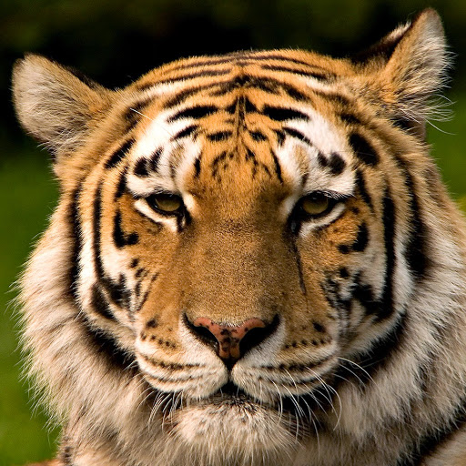 Golden Tiger Photo 7