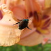 Timothy Beetle Photo 7