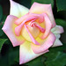 Rose England Photo 2