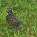 Robin Last Photo 9