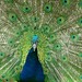 Sue Peacock Photo 6