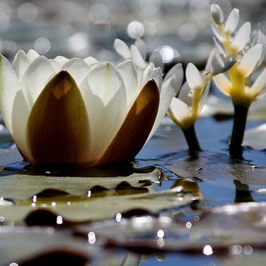 Budha Tamang Photo 9