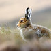 Dawn Hare Photo 4