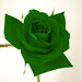 Rosa Verde Photo 10