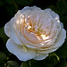 Rose England Photo 9