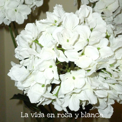 Rosa Blanco Photo 30