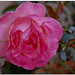 Rose Disney Photo 10