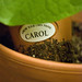 Carol Plant Photo 8