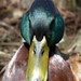 William Duck Photo 8