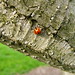 Timothy Beetle Photo 8