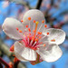 Blossom Flowers Photo 2