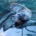 Chuck Seal Photo 9