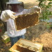 Lisa Hives Photo 4