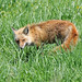Rockey Fox Photo 5