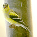 Stephen Goldfinch Photo 10