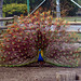 Bruce Peacock Photo 10