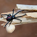 Black Widow Photo 7