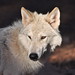 William Wolf Photo 11