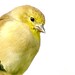 Stephen Goldfinch Photo 12