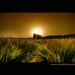 Dawn Wheat Photo 5