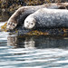 Misty Seals Photo 8