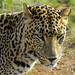 Martin Leopard Photo 6