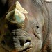 William Rhino Photo 9