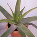 Daniel Aloe Photo 10