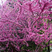 Blossom Vernon Photo 10