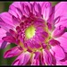 Dahlia Ma Photo 4