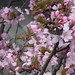 Blossom Flowers Photo 7