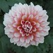 Dahlia Ma Photo 1