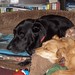 Foster Barney Photo 7