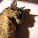 Dawn Torti Photo 4