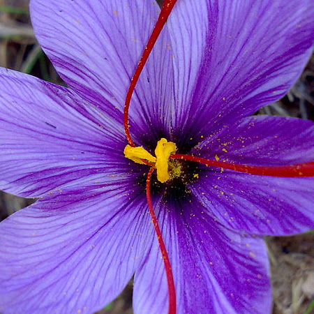 Laleh Bakhtiari Photo 13