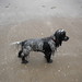 Andrew Spaniel Photo 5