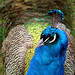 Bruce Peacock Photo 14