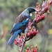 David Tui Photo 4