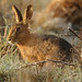 Dawn Hare Photo 3