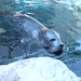 Chuck Seal Photo 11