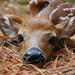 Fawn Luck Photo 2