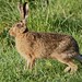 Dawn Hare Photo 9