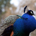 Bruce Peacock Photo 15