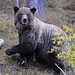 Jasper Bear Photo 2