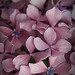 Hortensia Vides Photo 3