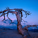 Jeffrey Pine Photo 11