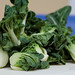 Bok Choi Photo 8