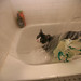 Dexter Showers Photo 3