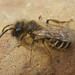 Andrena Brown Photo 5